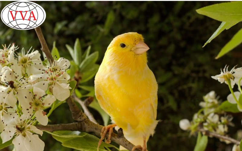 Hình 1: Chim Hoàng Yến 